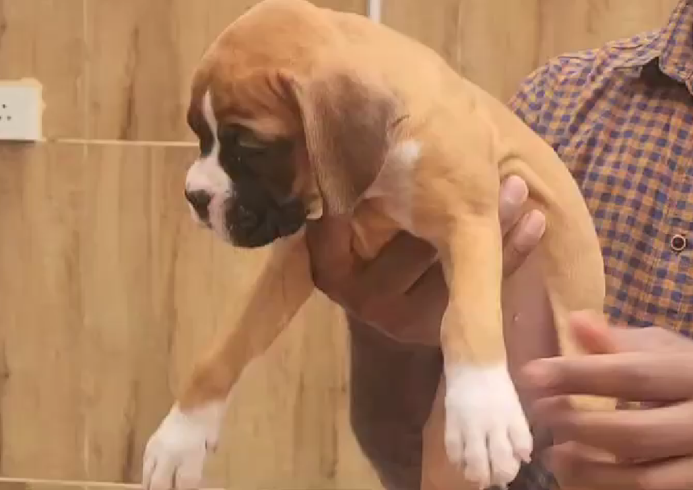 Boxer puppies for sale in goa