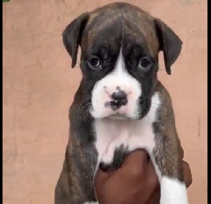 boxer dog price in goa