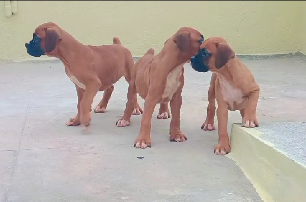 boxer pet shop in goa