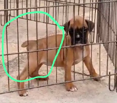 boxer male puppies price in goa