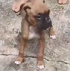 boxer dog breeder in goa