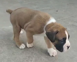 Boxer price in India