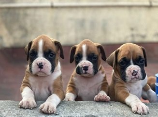Boxer dog price in India