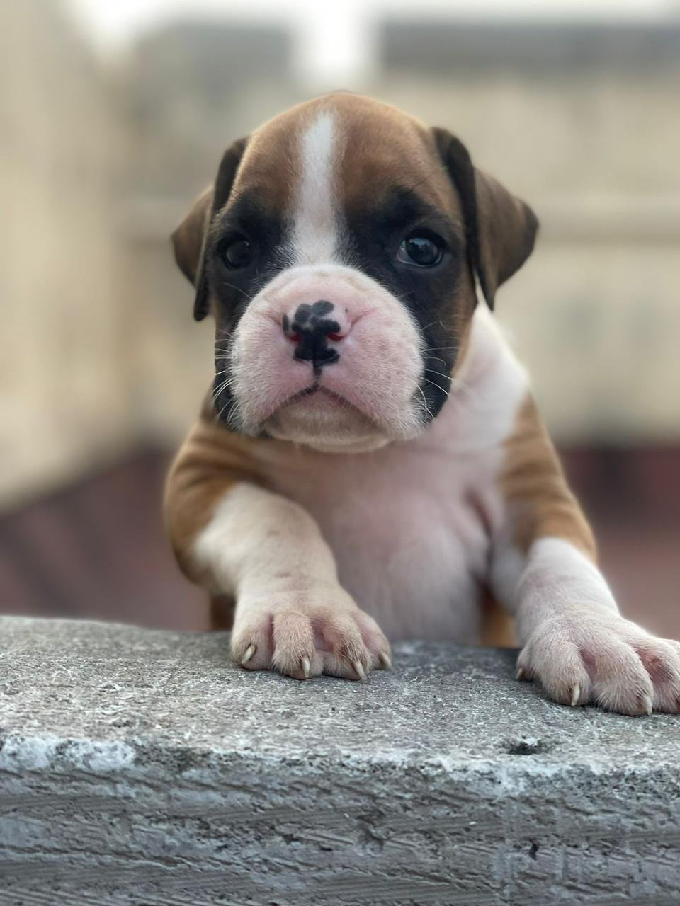 Boxer dog breed price in India