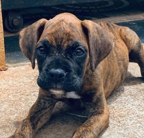 Boxer dog for sale in India