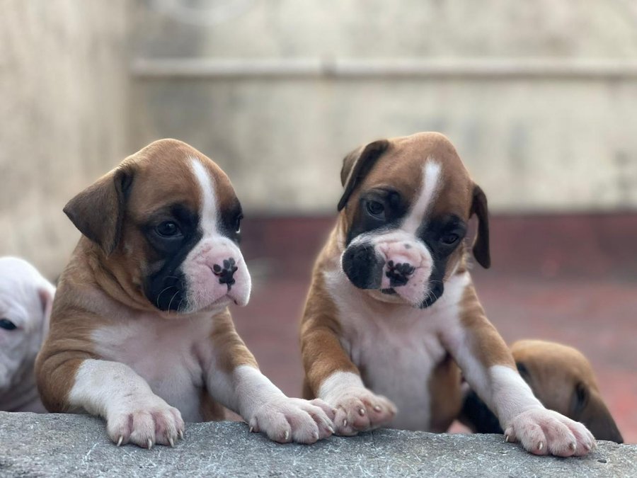 Boxer dog breeder in India