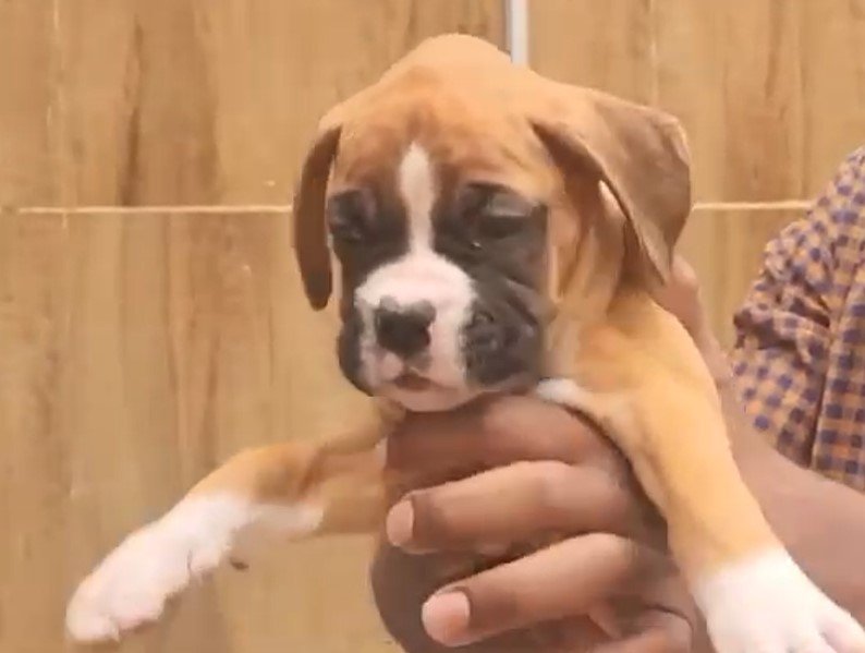 boxer puppies for sale online in jaipur