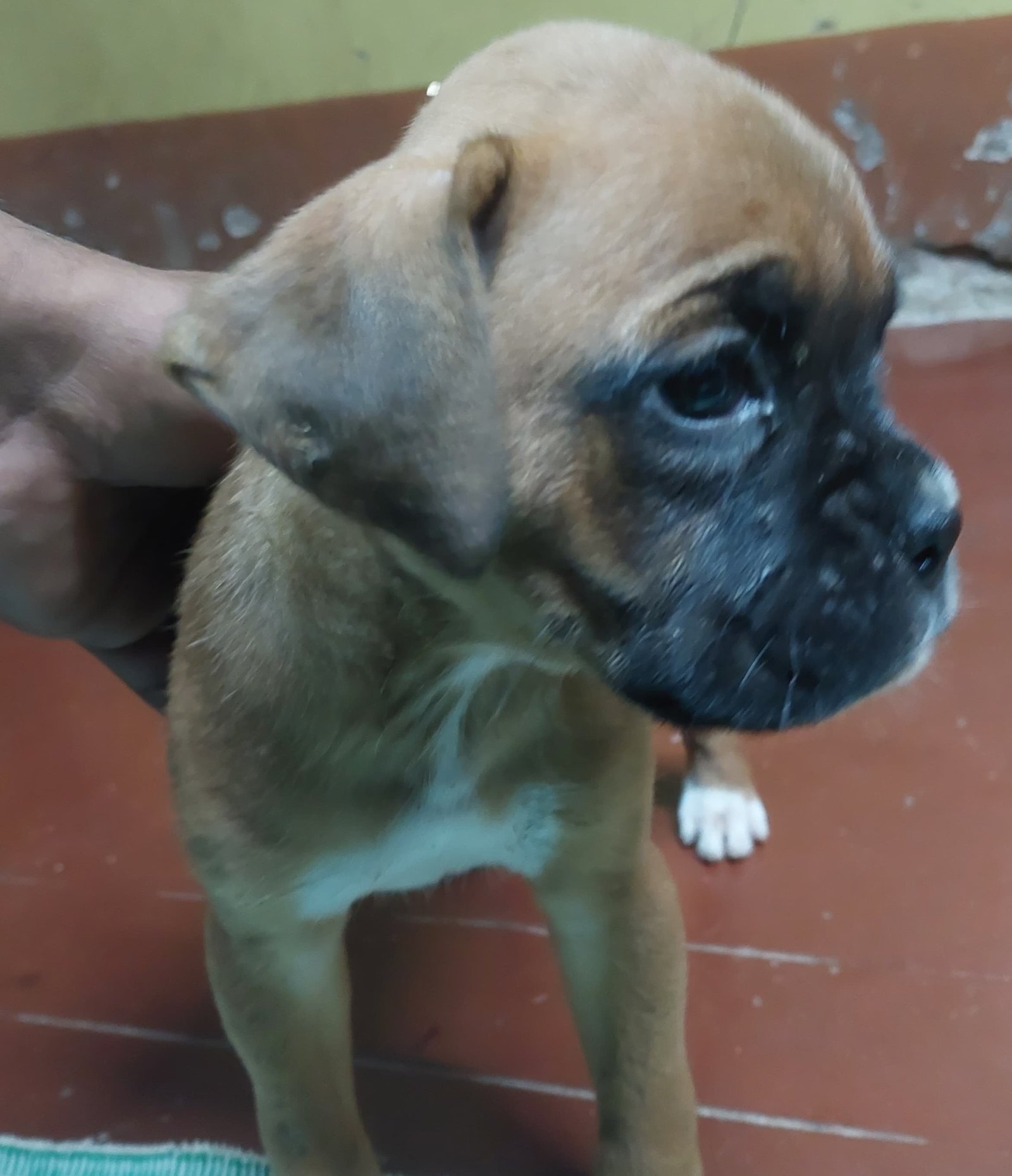 Boxer dog for sale in Kolkata