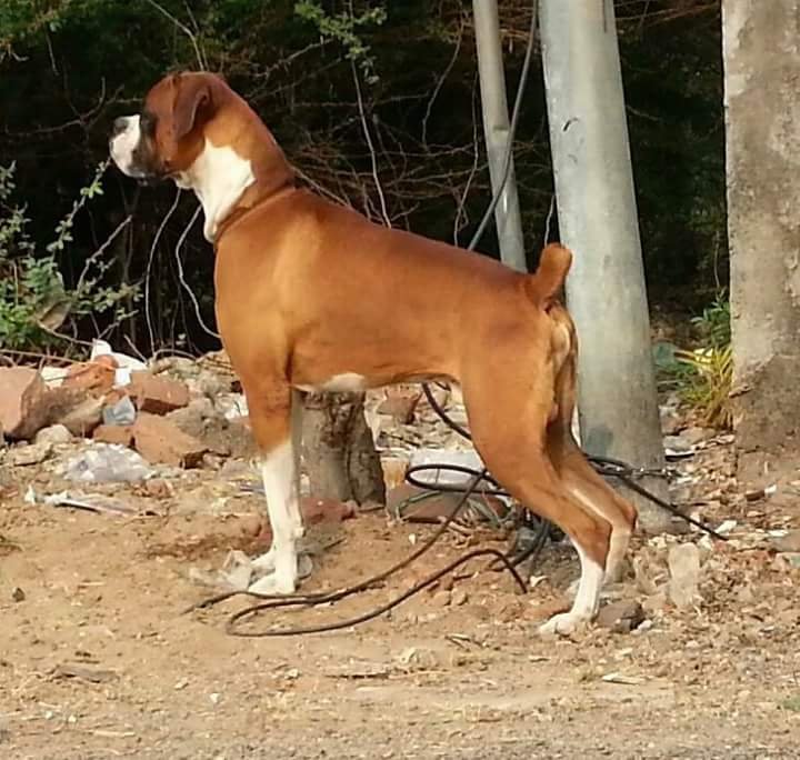 Boxer puppies for sale in pune