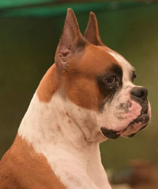 Boxer male puppy price in pune 