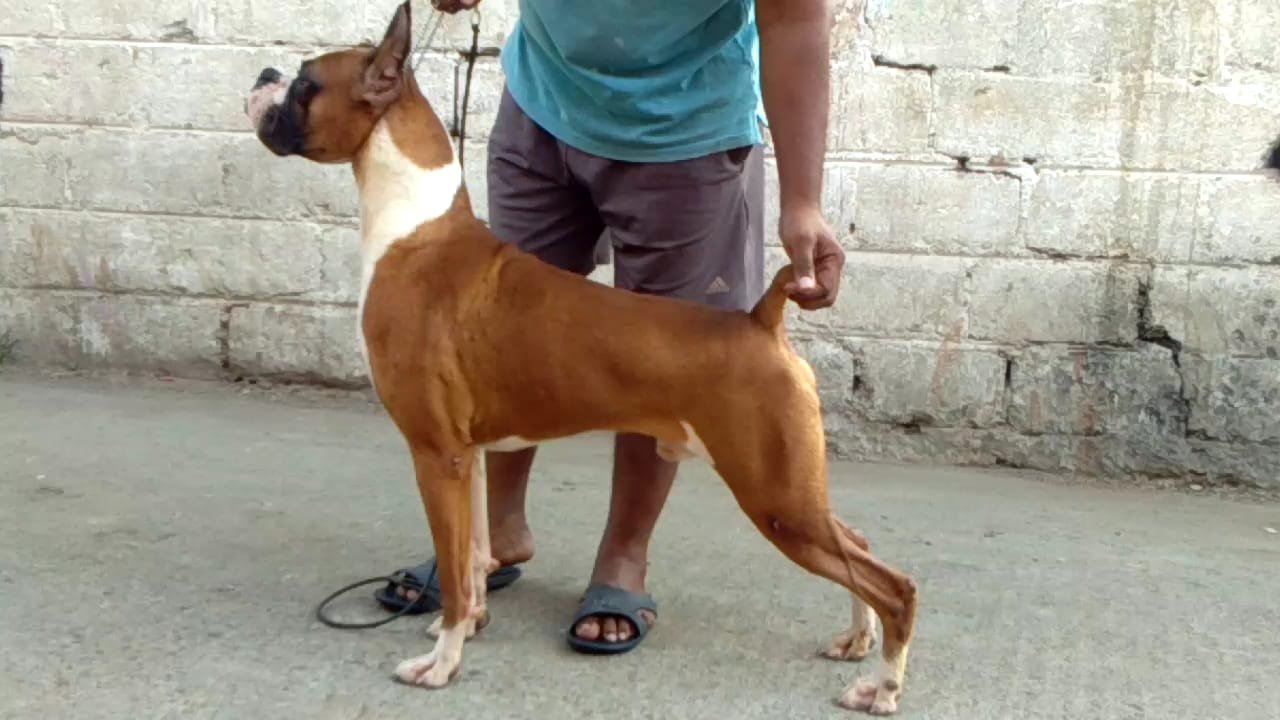 Boxer dog price in pune