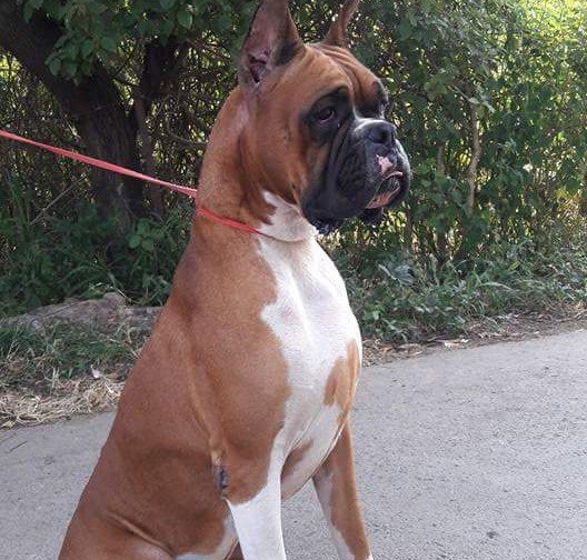 Boxer pet shop in pune