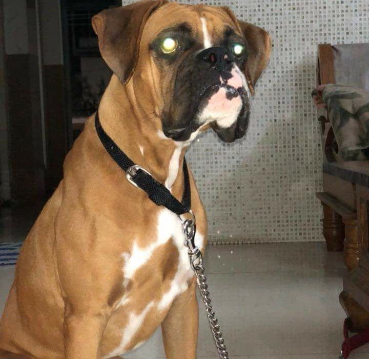 Boxer breed puppy for sale in pune