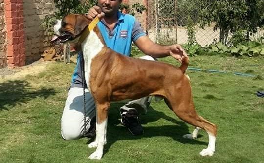 Boxer puppies for sale in pune