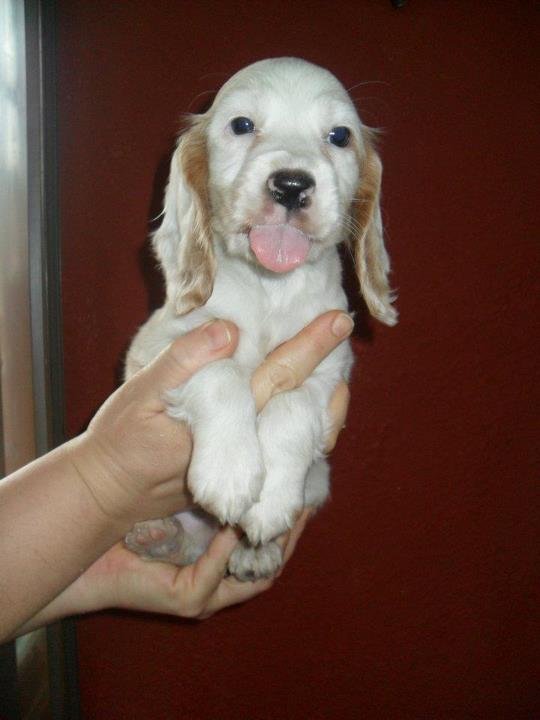 Cocker Sapniel male puppies for sale in mumbai