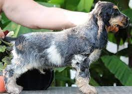 Cocker spaniel female puppies price in ahmedabad
