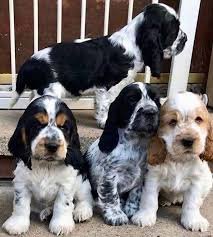 Champion line cocker spaniel puppies for sale in ahmedabd