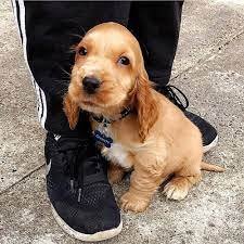 Champion line cocker spaniel puppies price in ahmedabad
