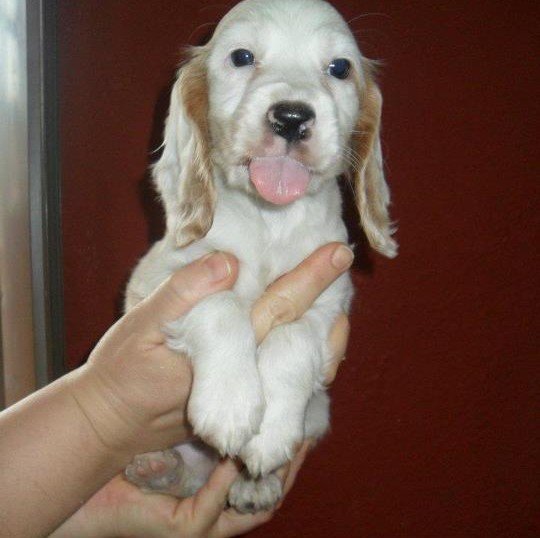 buy cocker spaniel breed in jaipur