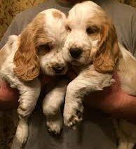 kci registerd cocker spaniel price in jaipur