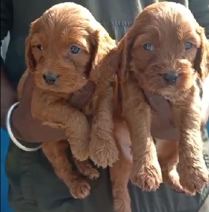 cocker spaniel dog priece in jaipur