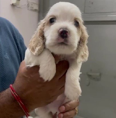 champion lineage cocker spaniel puppies for sale in jaipur