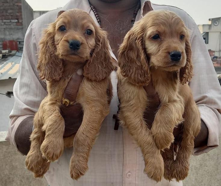 cocker spaniel puppy for sale in jaipur