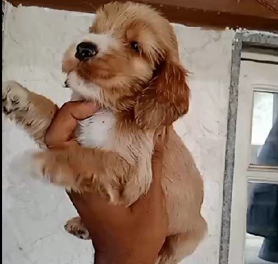 cocker spaniel male puppies for sale in jaipur