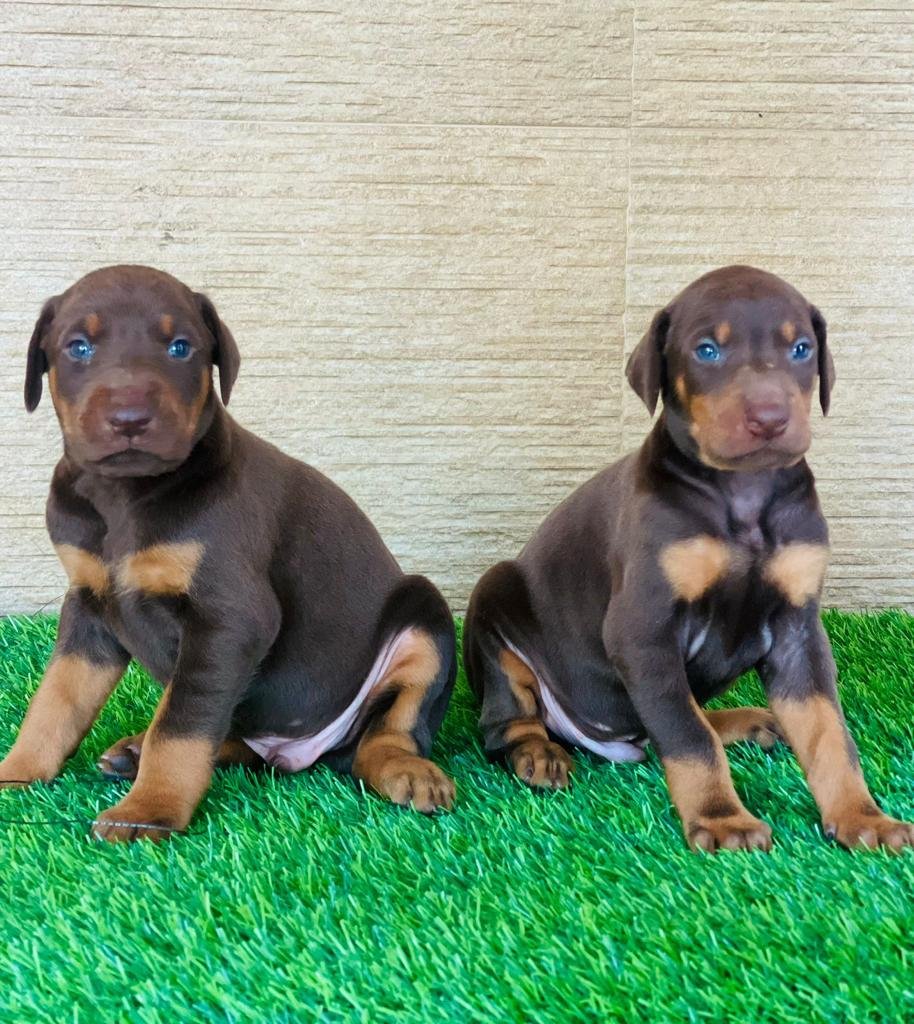 Doberman Male Puppies Price in Mumbai