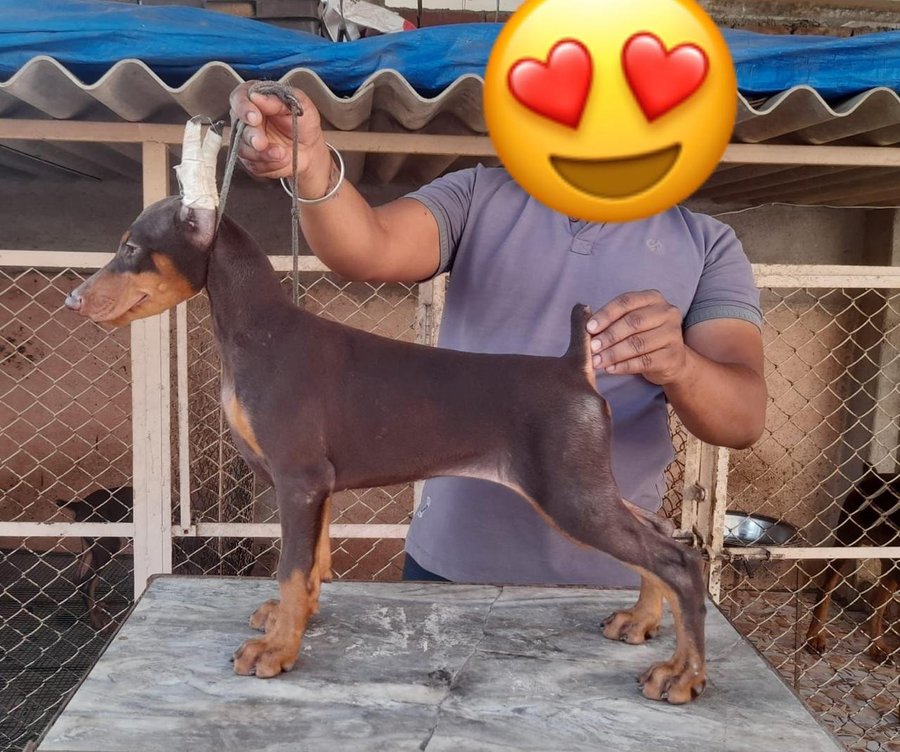 Champion Line Doberman Puppies For Sale In Mumbai
