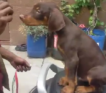 Doberman puppies for sale in hyderabad