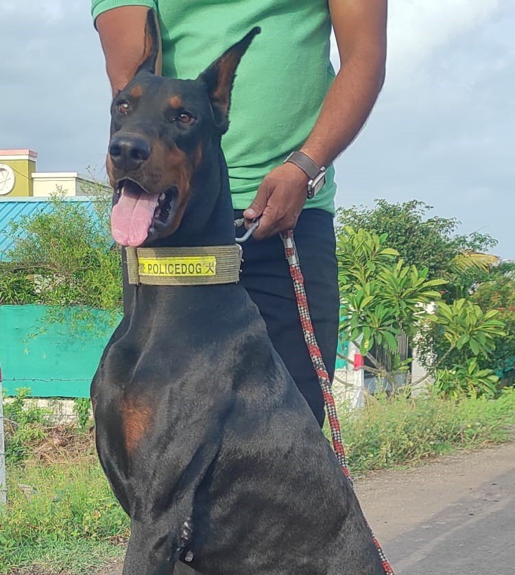 Doberman pet shop in hyderabad