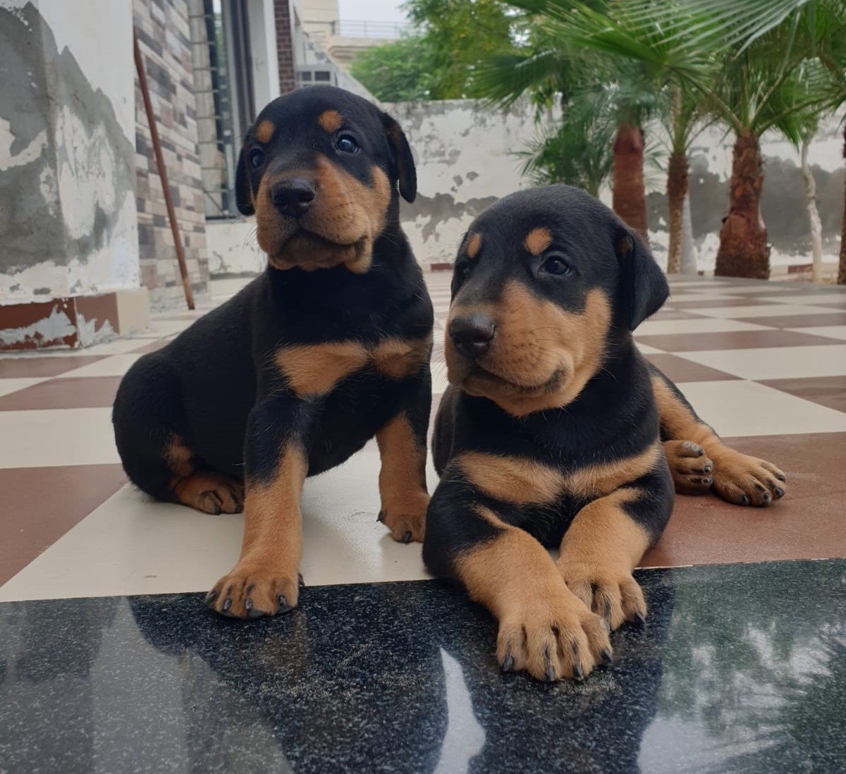 Doberman female puppies for sale in Kolkata