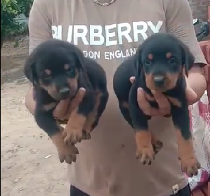 Doberman pet shop in Kolkata