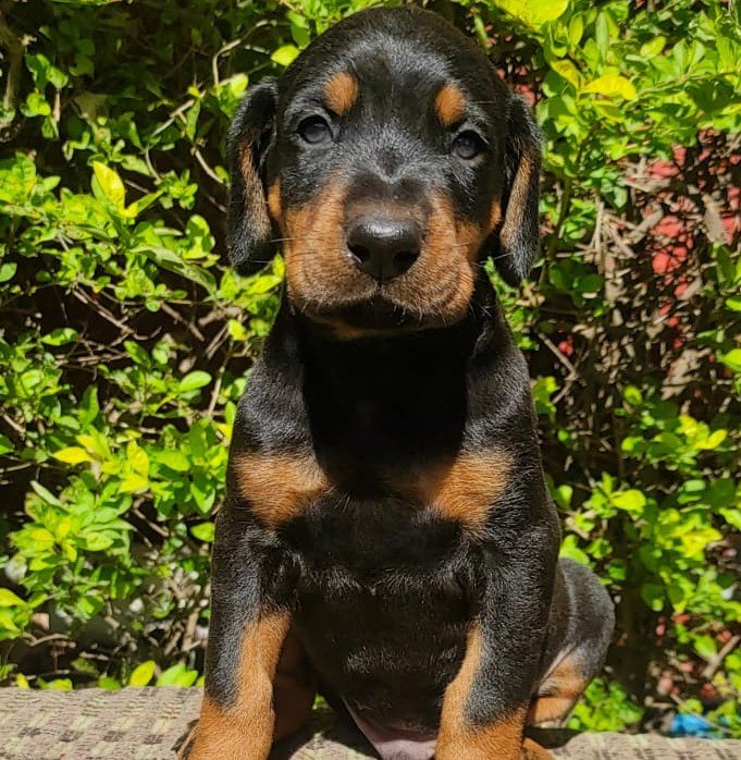 Doberman breed puppy price in pune