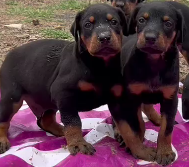 Doberman puppy price in pune