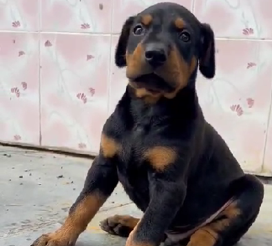 Doberman dog price in pune