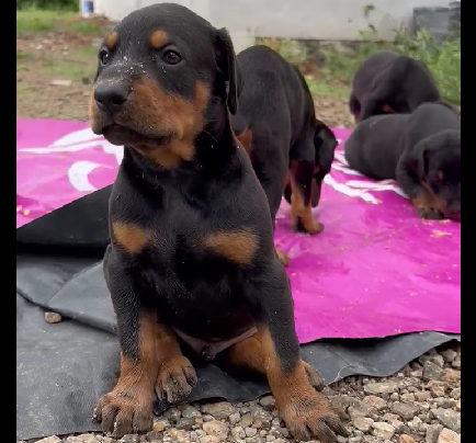 Doberman puppy price in pune