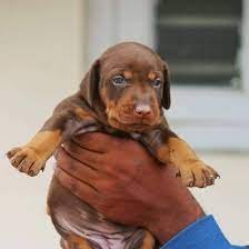 Champion line doberman puppies price in bangalore