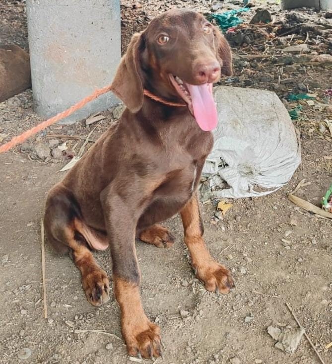 Doberman male puppies for sale in ahmedabad