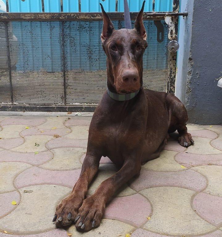 Champion line doberman puppies price in ahmedabad
