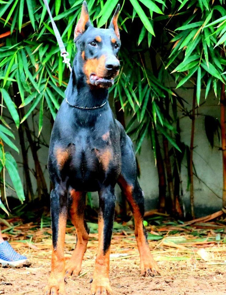 Doberman female puppies for sale in ahmedabad