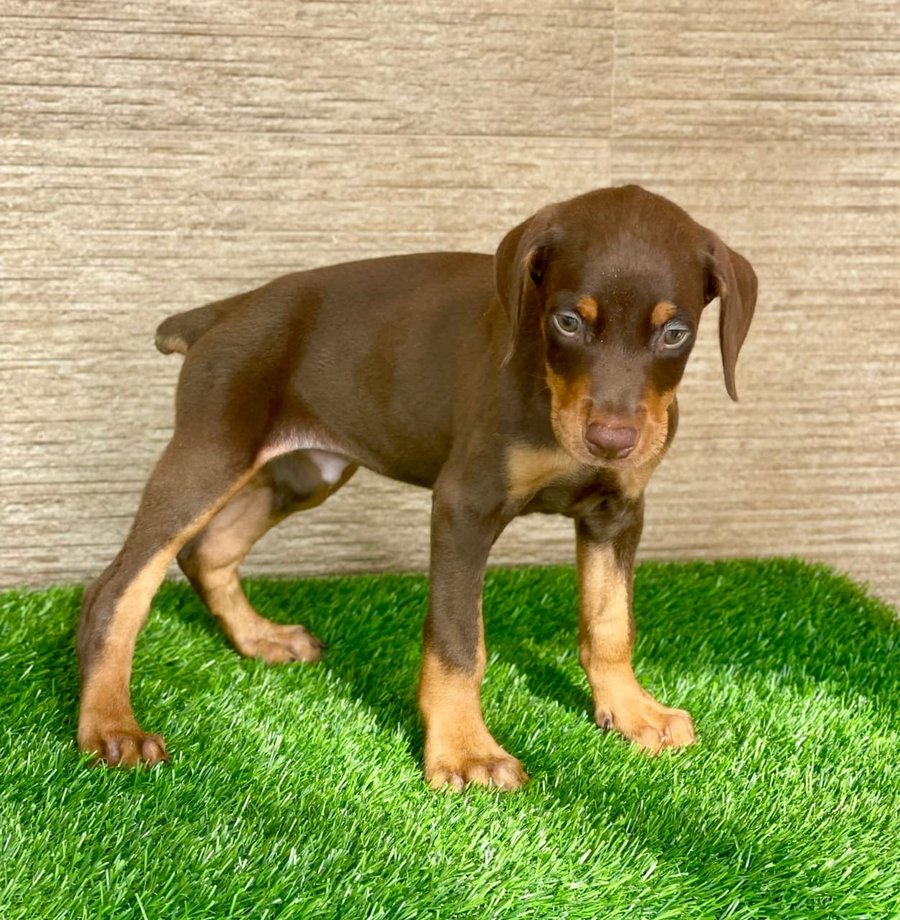 Doberman female puppies price in ahmedabad