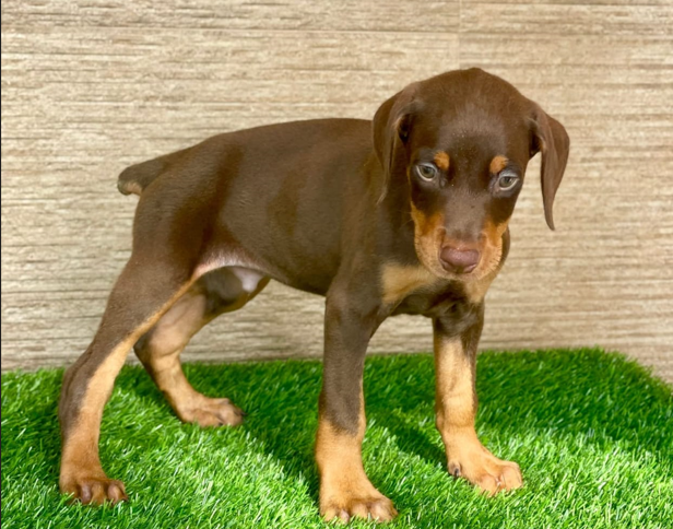 doberman male puppies for sale in chennai