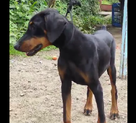 doberman pet shop in goa