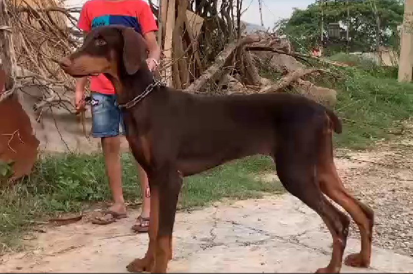 doberman female dog price in goa