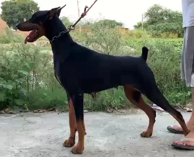 doberman puppy price in goa