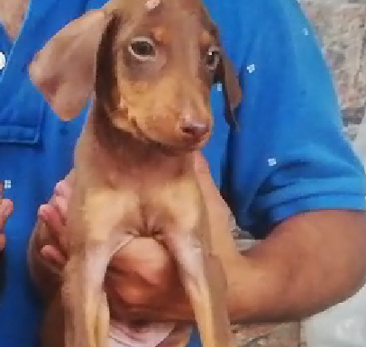 doberman male puppies price in goa