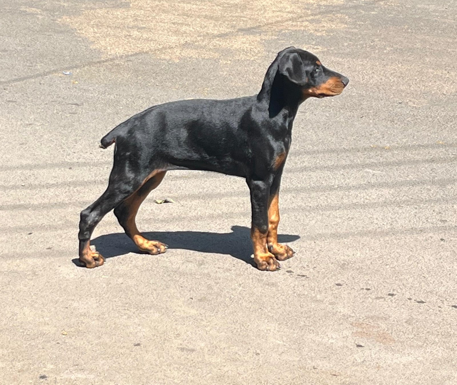 Doberman male puppy price in hyderabad