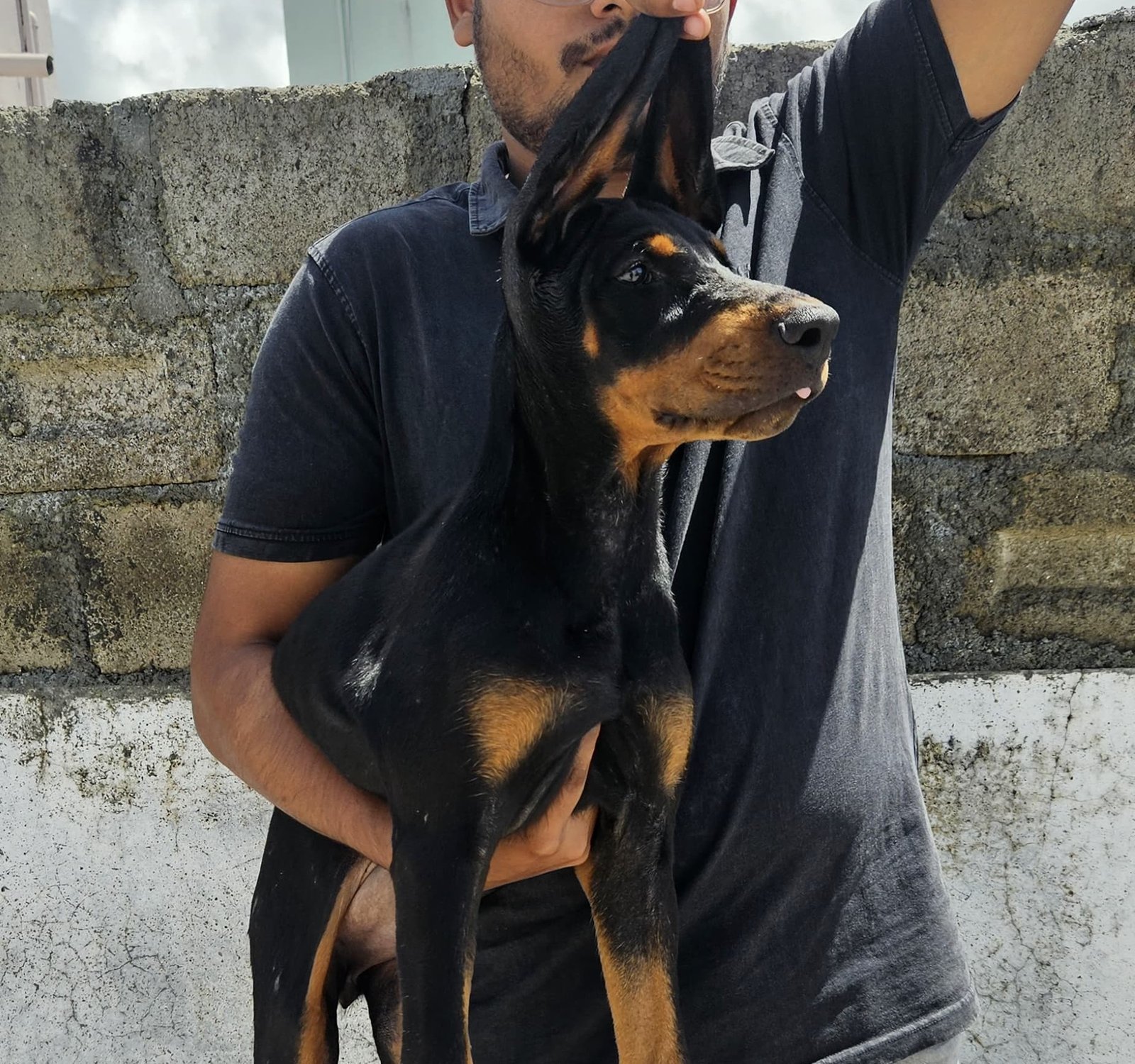 Doberman female puppies for sale in hyderabad